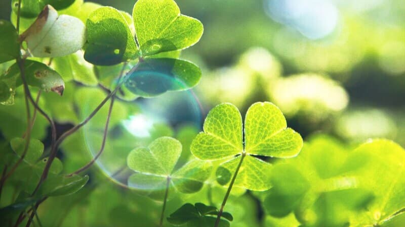 Cotton Blind Test Saint Patrick #2