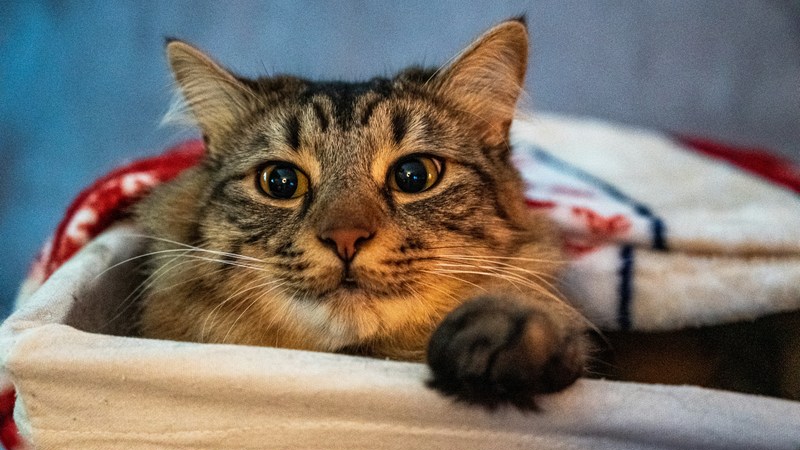 Cotton Quiz - V and B Gap - MER. 06 NOVEMBRE 2024