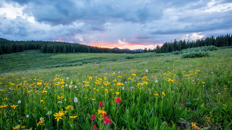 Cotton Quiz - Quiz : Culture G + Blind test Printemps