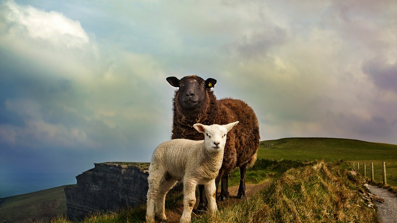 Cotton Quiz - Quiz : Culture G + Irlande