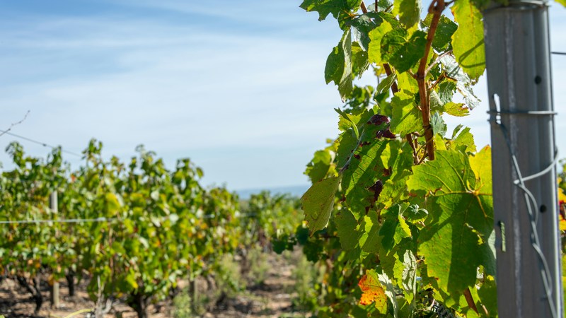 Cotton Quiz - V and B Perpignan - Espace Polygone - JEU. 16 NOVEMBRE 2023