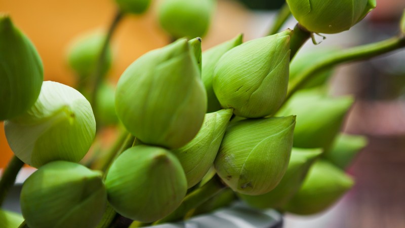 Cotton Quiz - Quiz : Culture G + Images insolites