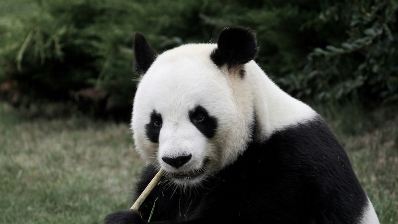 Surnoms d'animaux donnés aux sportifs